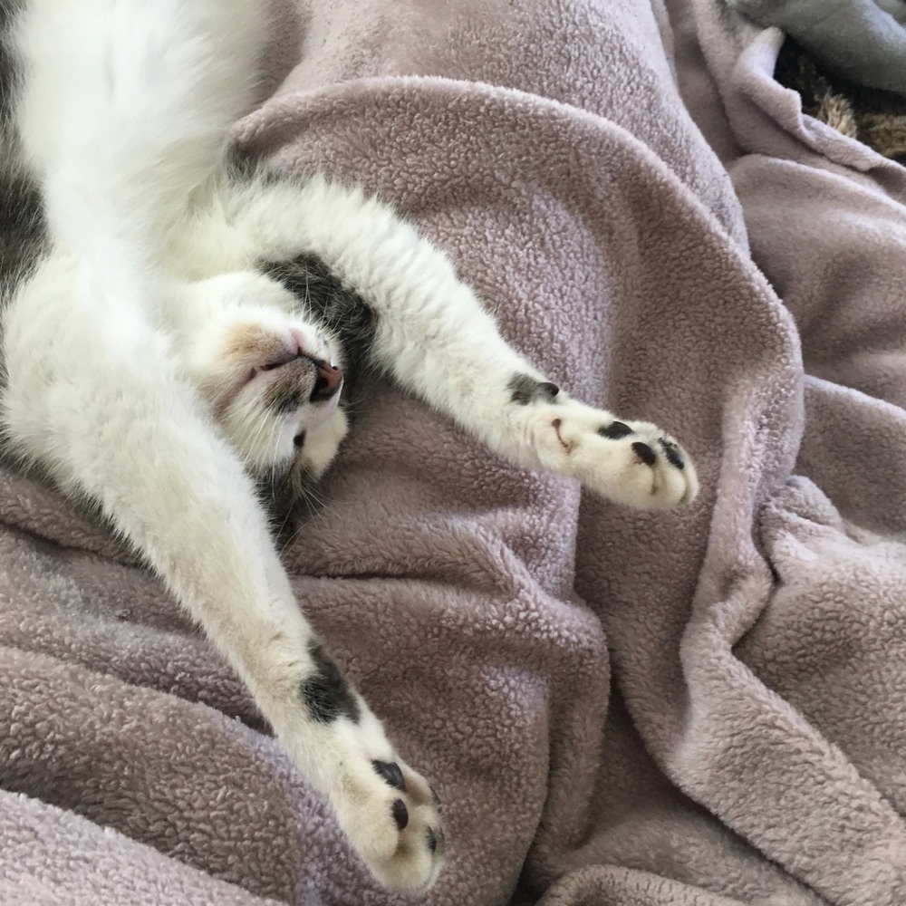 Meet your Posher, Monique